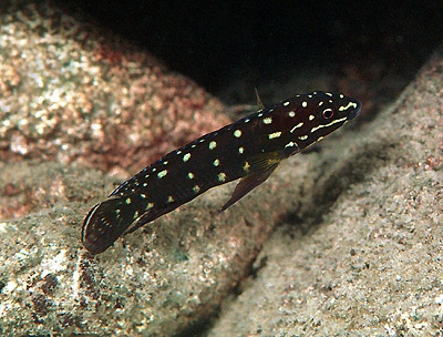 Julidochromis cf. marlieri 'Halembe'